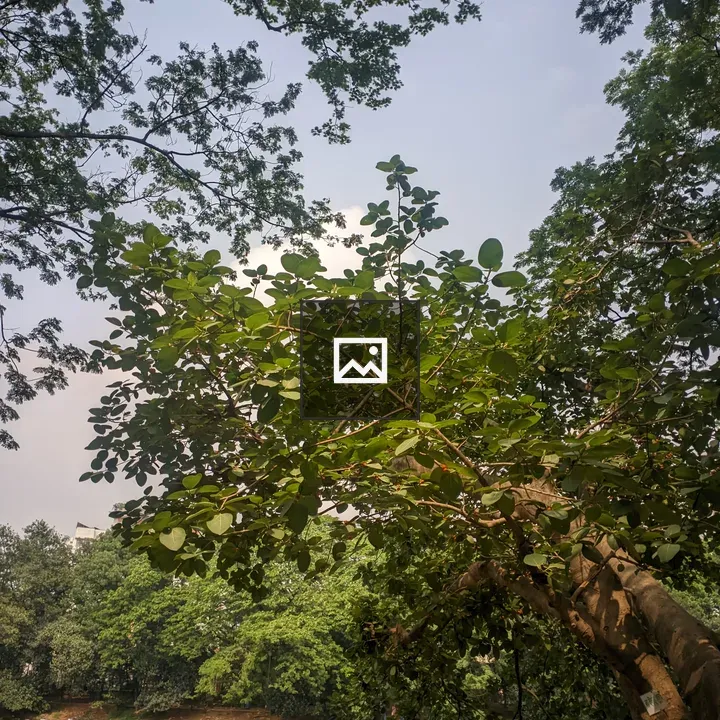 Branches Reaching Toward Sky