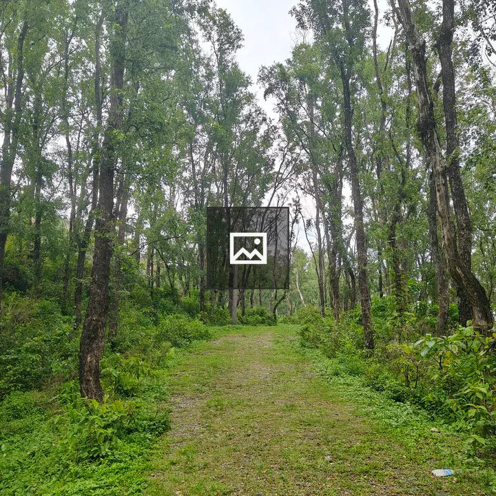 Forest path among tall trees