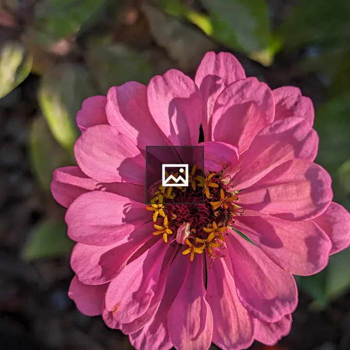 Zinnia with Sunlight