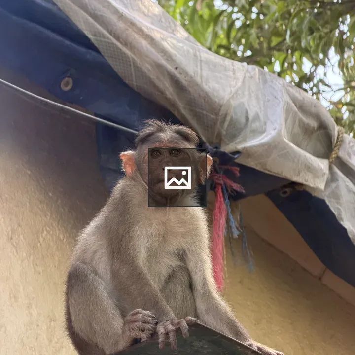 Monkey Portrait with Blue-Grey Fur