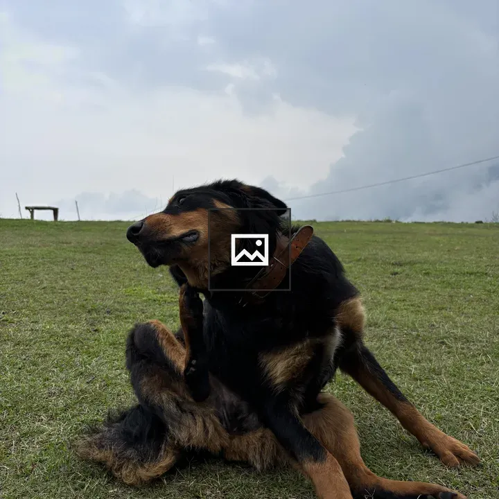 Dog itching face in open ground