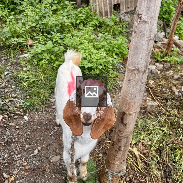 Young goat with red markings