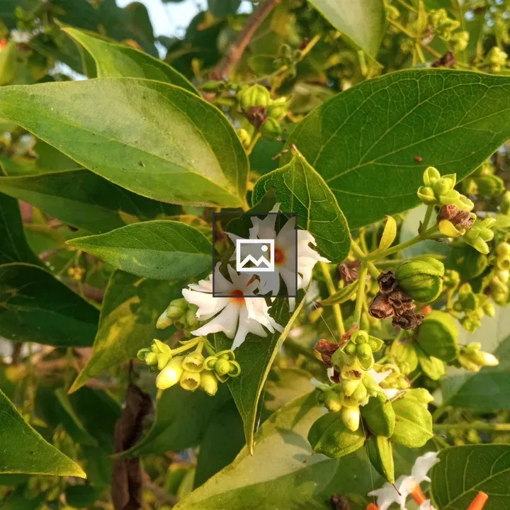 Close-up Green Leaves with White Flowers