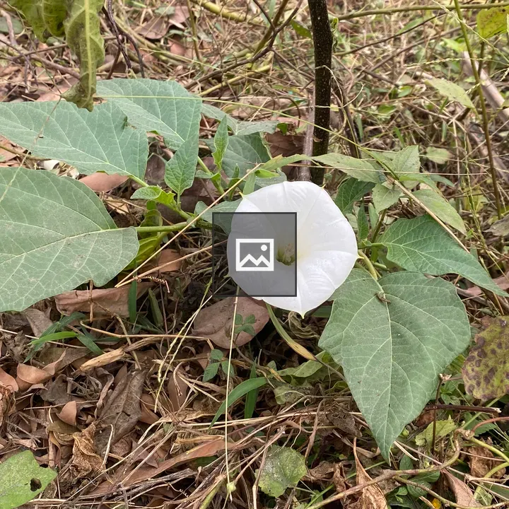 White morning glory among leaves