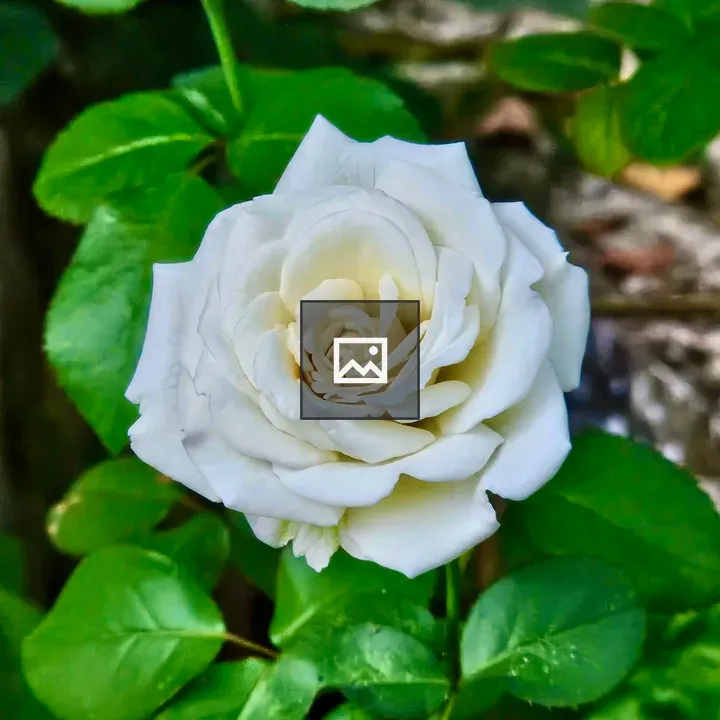 White rose in the evening