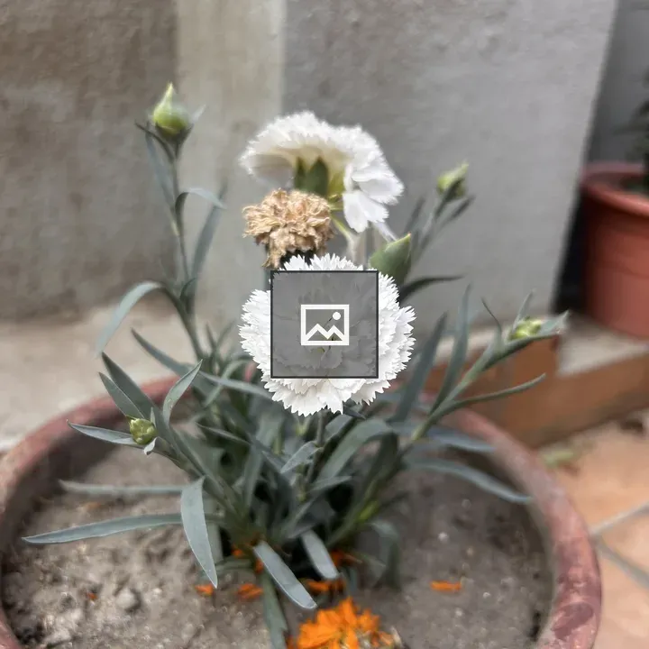 Potted plant with white carnation