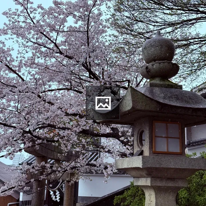 Cherry blossoms at shrine entrance