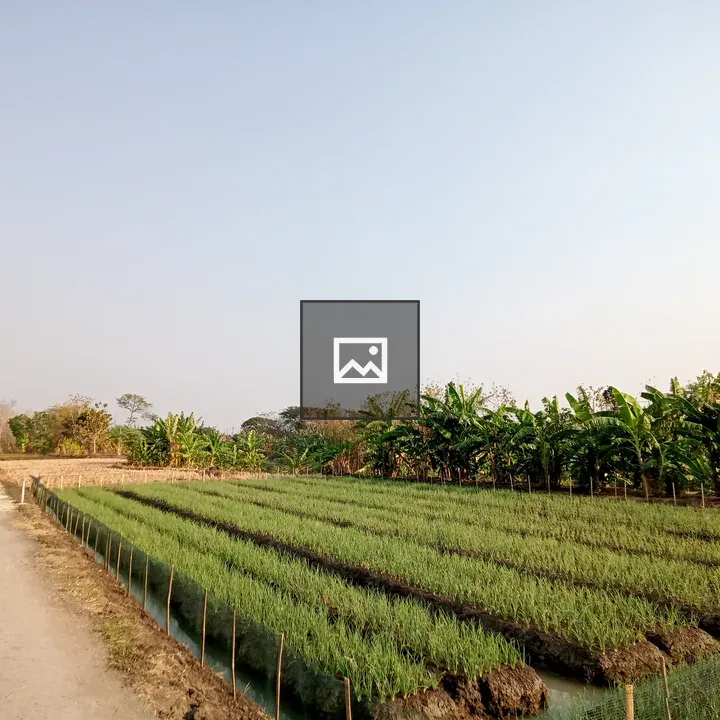 Red onion plants in Indonesian rice fields
