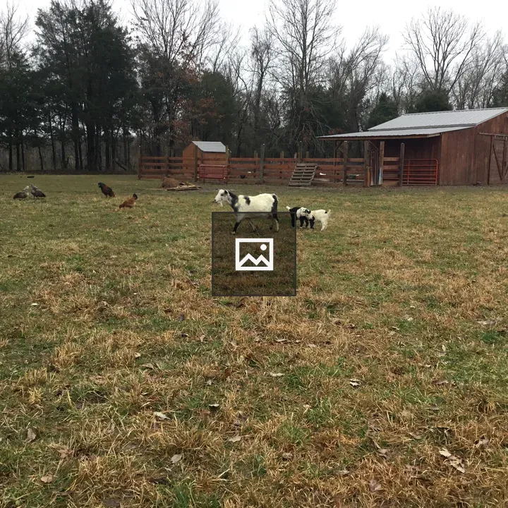White goat with kid in farmyard