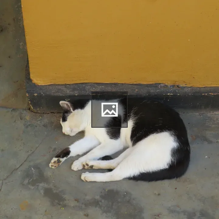 Cat asleep beside yellow wall