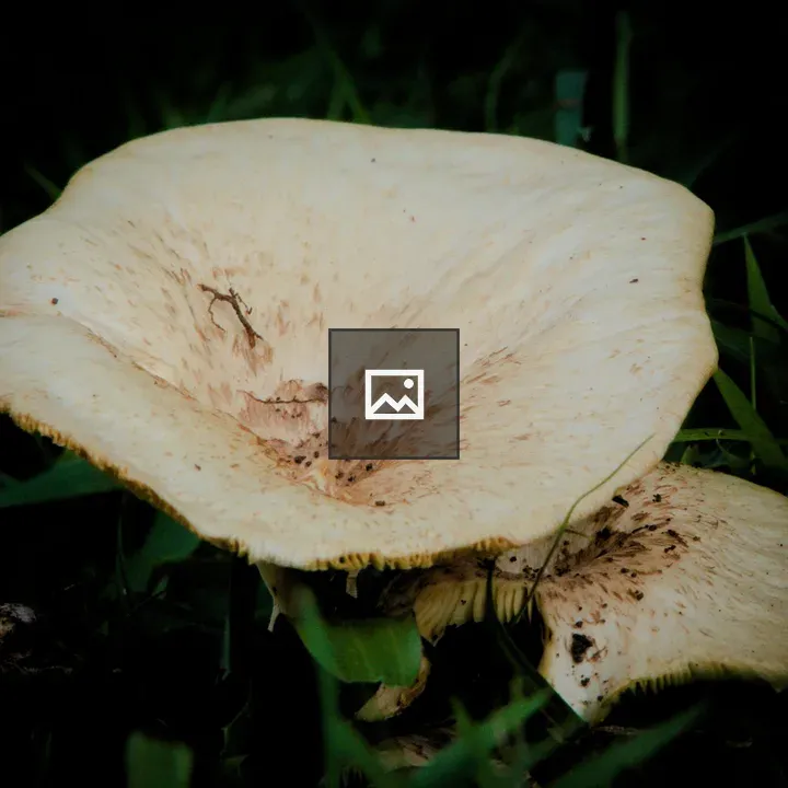 Close-up of a polypore mushroom