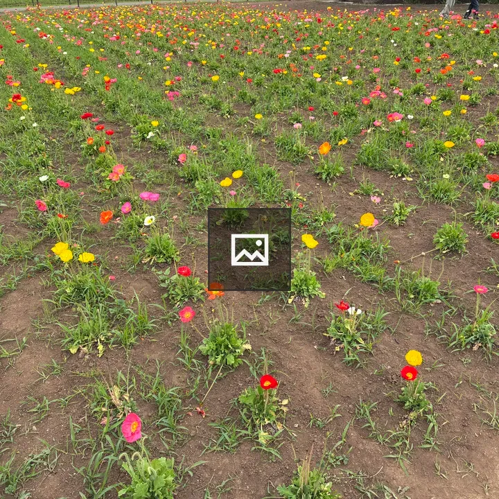 Flower field at Tomita Satomura Park