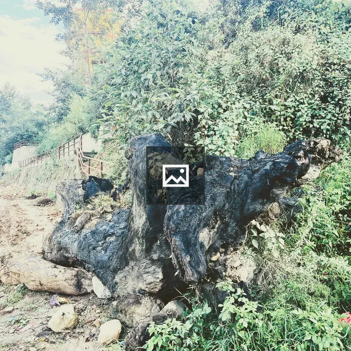 Tree stump beside muddy path
