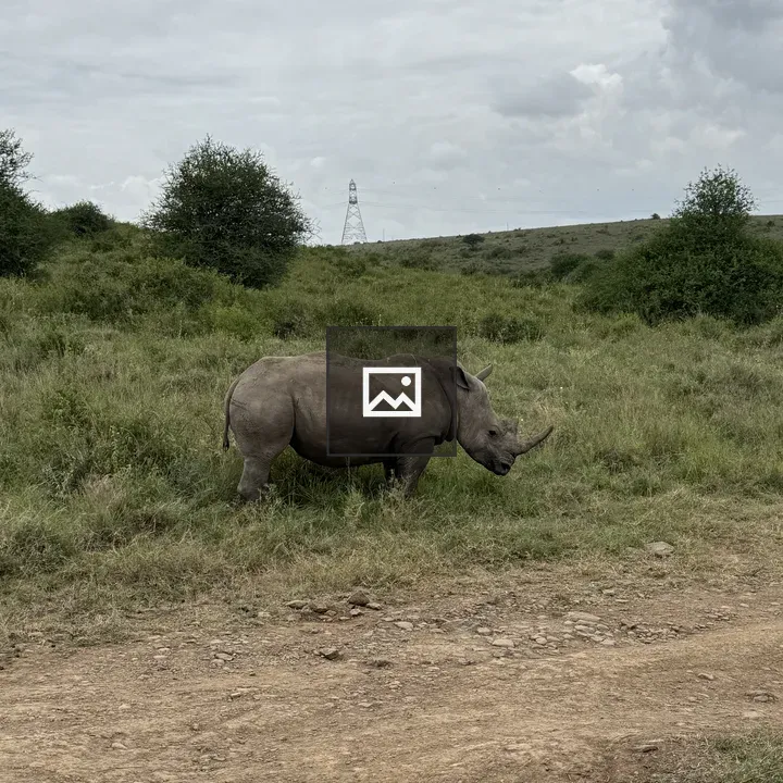 Rhinoceros on Grassland