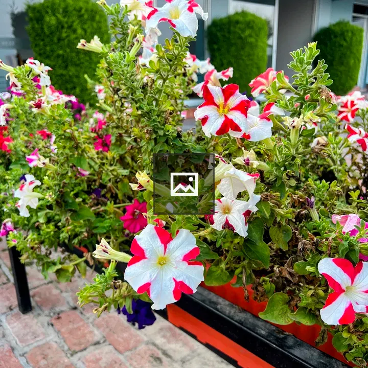 Petunia planter cluster