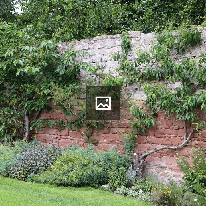 Walled garden in August