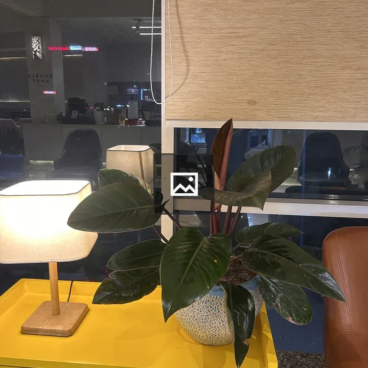 Potted plant on yellow cabinet