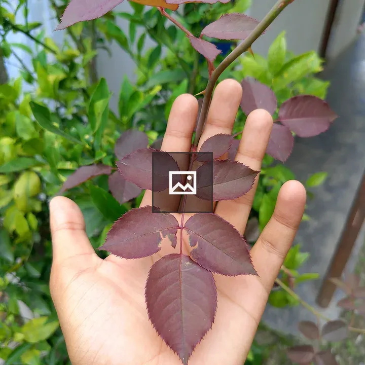 Hand holding a stem with maroon leaves
