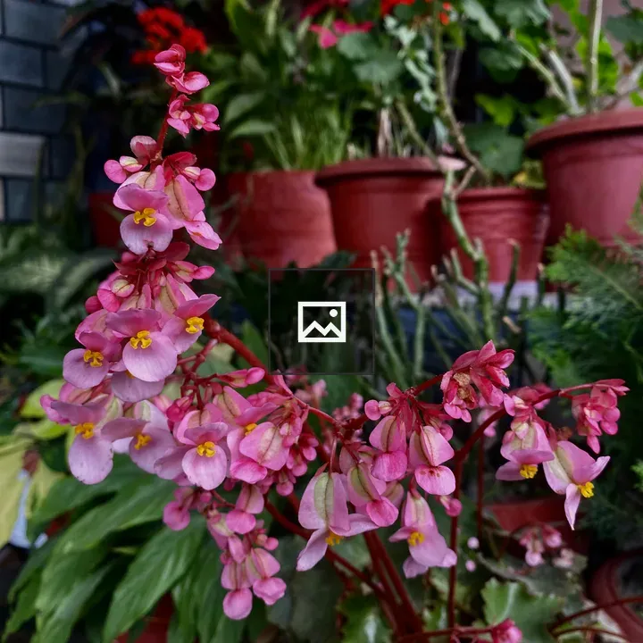 Sakura Flower Branch