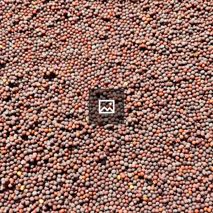 Close-up of mustard seeds
