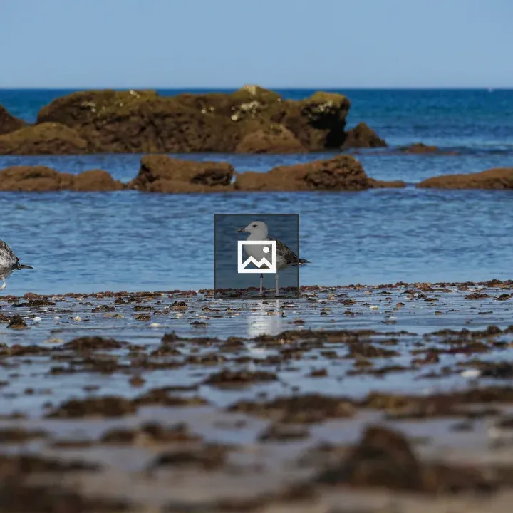 Three Seagulls on Beach