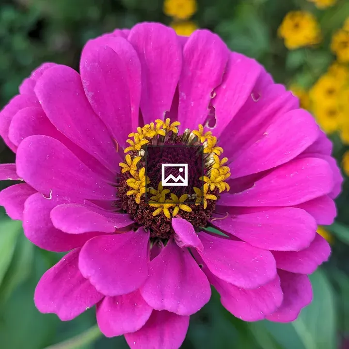 Purple zinnia flower