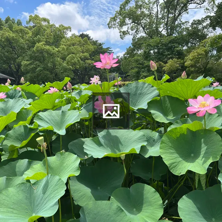 Pink Lotus in a Pond