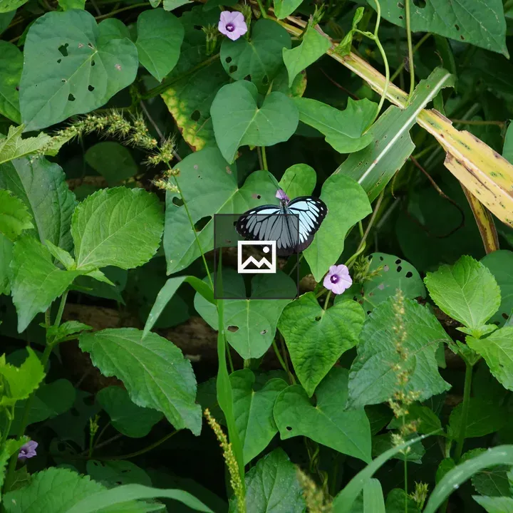 Bluish butterfly on leaves