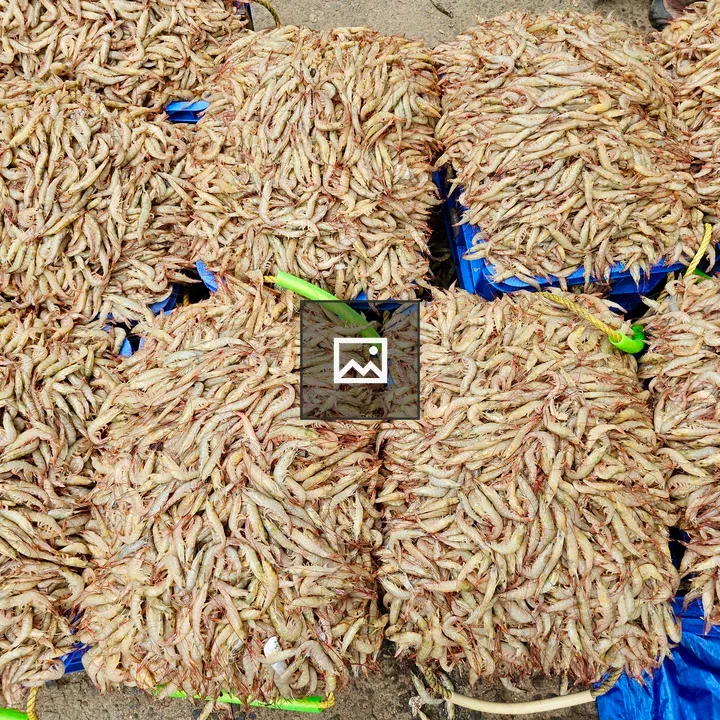 Prawns on Blue Tarp