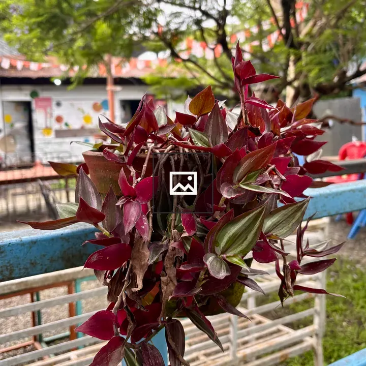 Red-Purple Plant Over Blue Rail