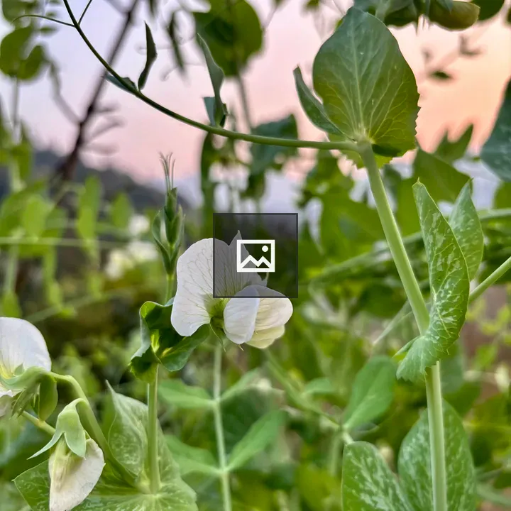 Pea Plants Close-Up