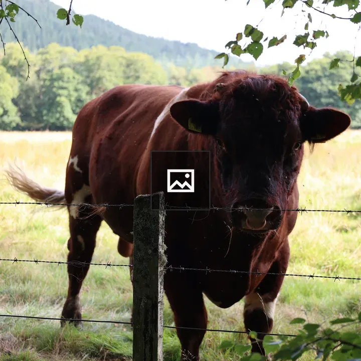 Bull in Strathgarve Fence Scene