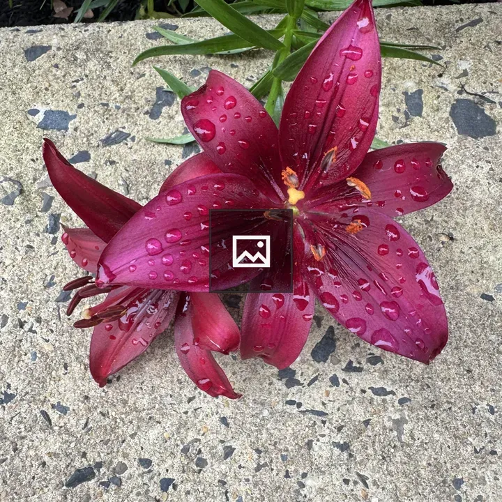 Red Lily Close-up