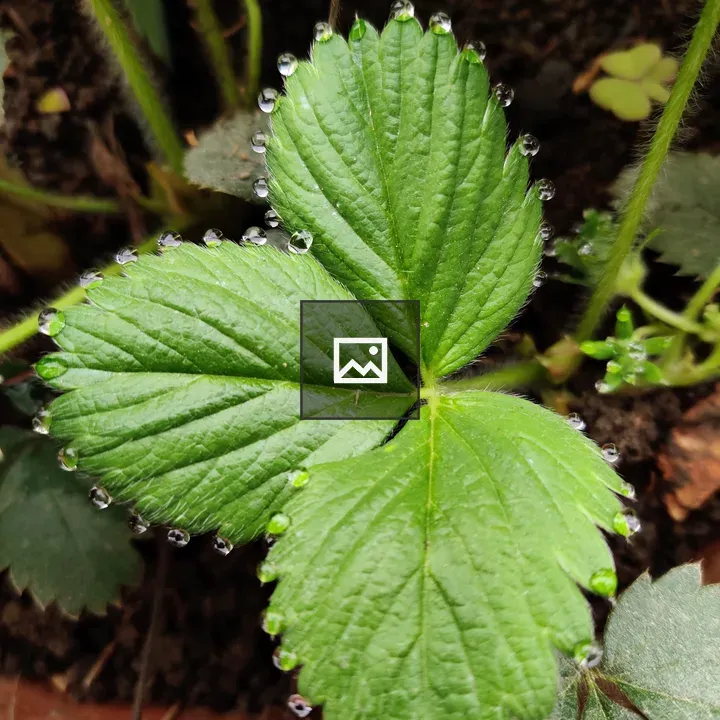 Leaf with Water Drops