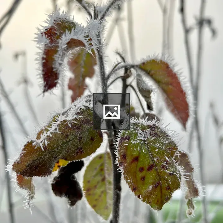 Frosted apple leaf