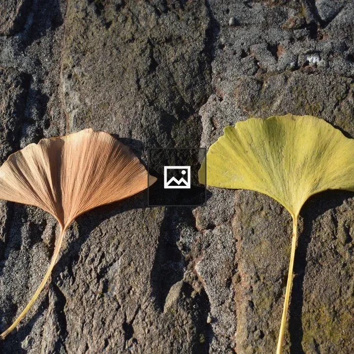 Two Leaves on Rock Wall