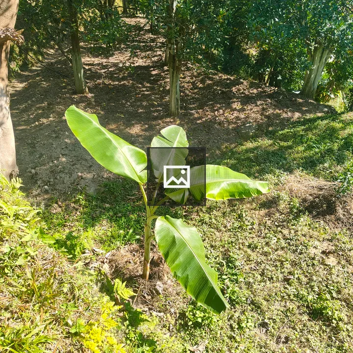 Banana Plant in Garden