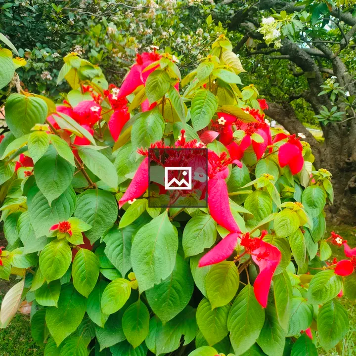 Mussaenda erythrophylla Flower