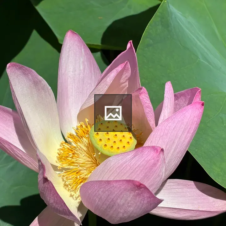 Blooming Lotus Close-up