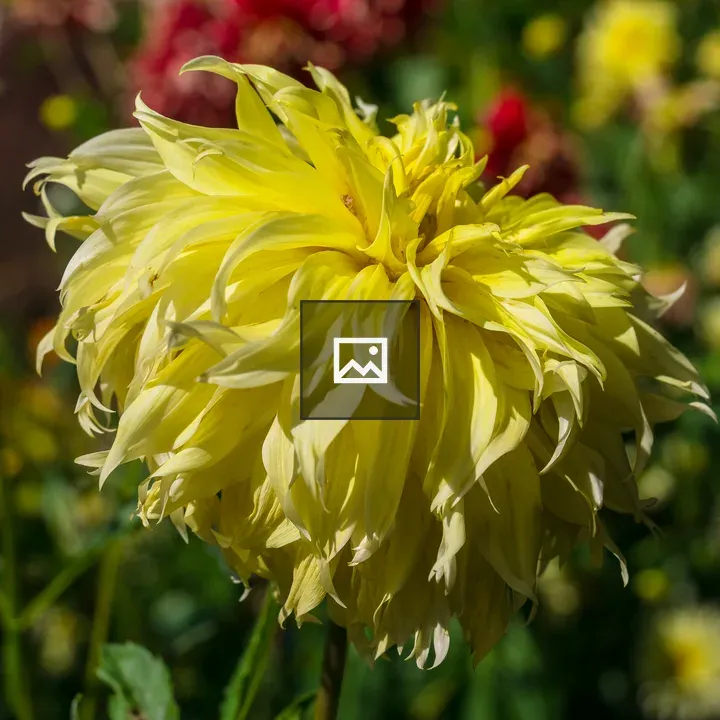 Yellow Dahlia Flower
