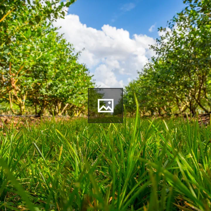 Rows of blueberry plants