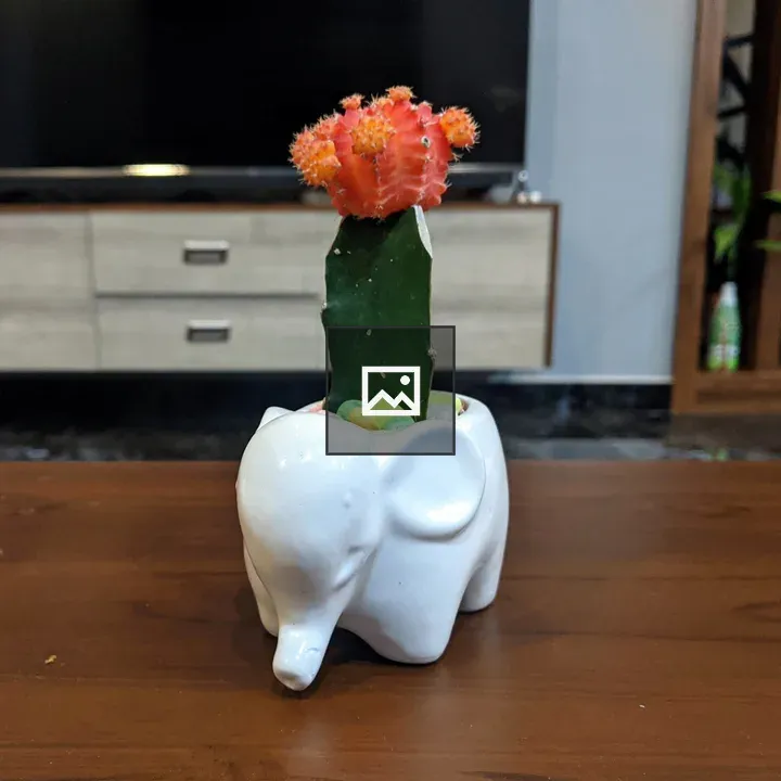 Red Moon Cactus in Elephant Pot