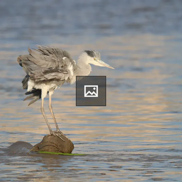 Grey Heron on Rock in Calm Water
