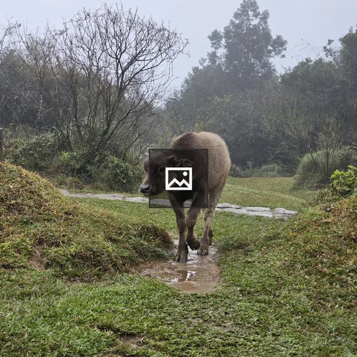 Buffalo Walking Through Mud