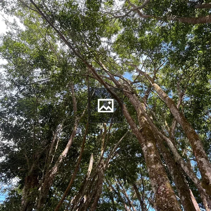 Canopy View of Tall Trees