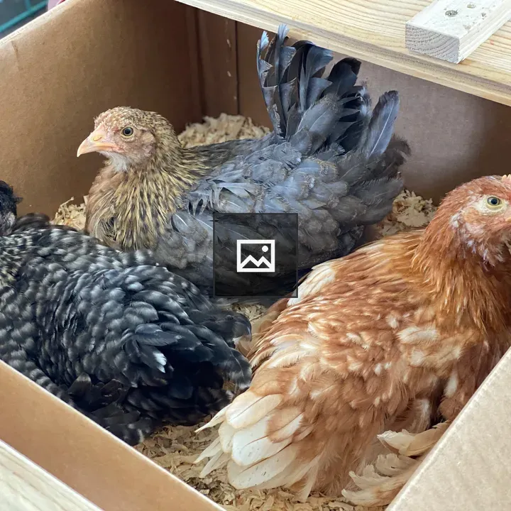 Three chicken pullets in nesting box