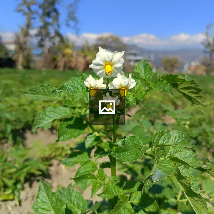 Potato Plant in Bloom