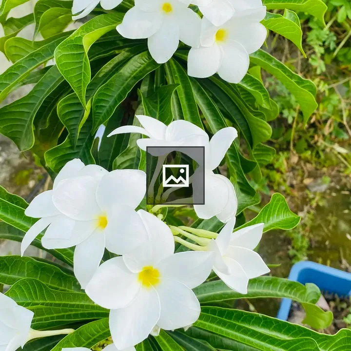 White plumeria blossoms