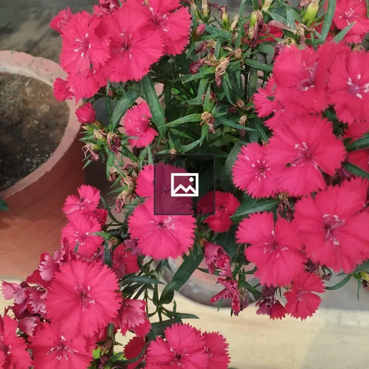 Bright pink dianthus in pot