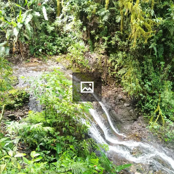 Serene stream through green vegetation